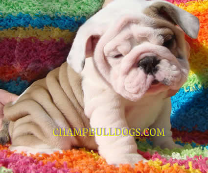English bulldog puppies for sale